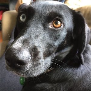 Meet your Posher, Max